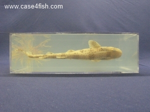 Foto Galerie/Carcharhiniformes/Scyliorhinus canicula/Scyliorhinus canicula_05_S.jpg